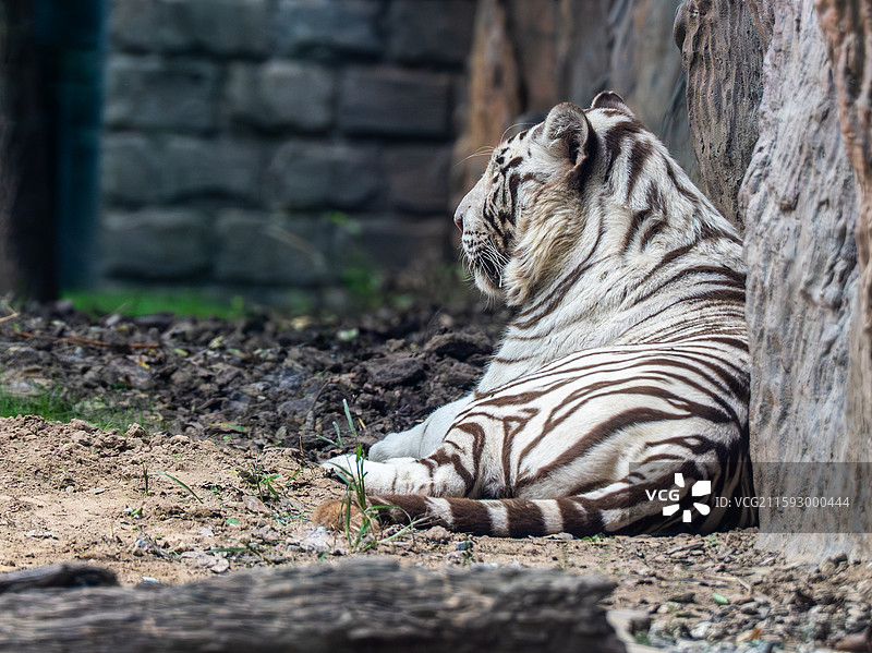 北京野生动物园白虎图片素材