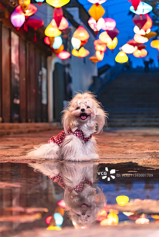 灯火下的狗狗图片素材