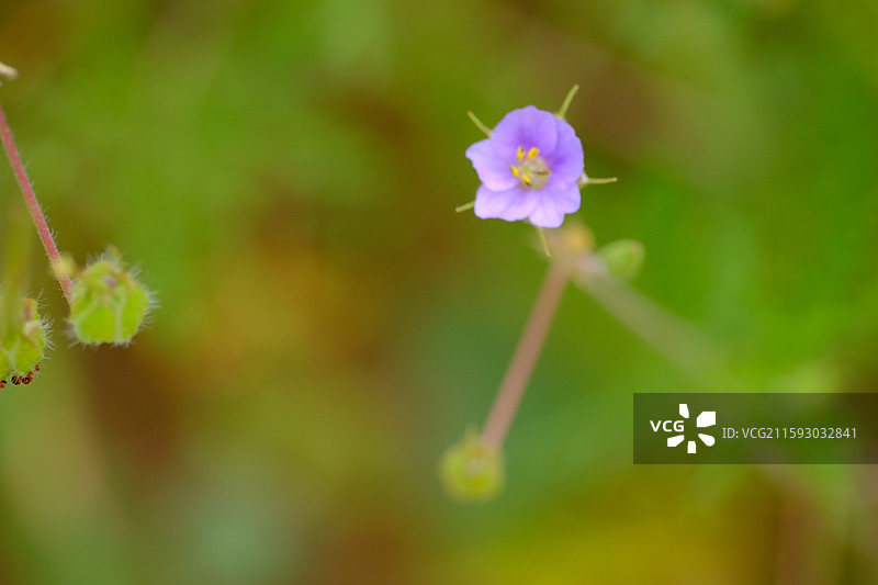野草地里的牻牛儿苗。微距植物。老鹳草图片素材