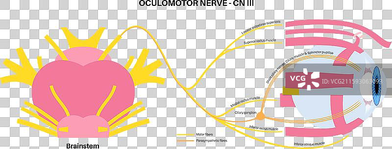 动眼神经海报图片素材