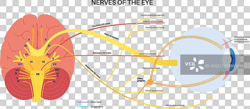 眼睛的运动神经图片素材