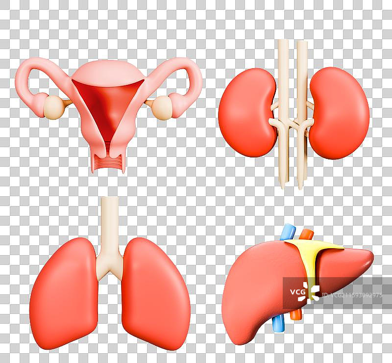 3D立体元素器官解刨人体健康图片素材