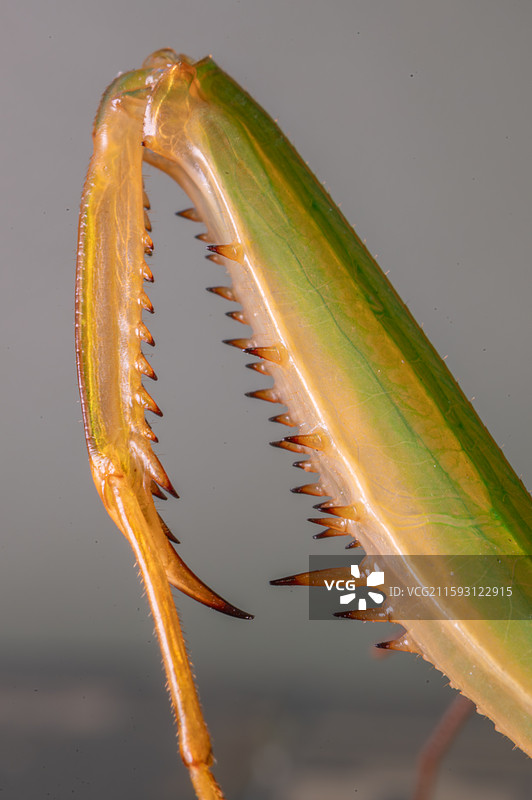 螳螂前肢镰刀捕捉足微距特写图片素材