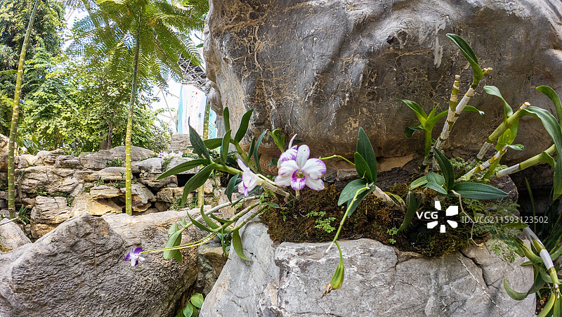 东方伊甸园室内植物景观图片素材