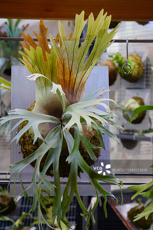 热带植物鹿角蕨 2025年昆明热带植物展图片素材