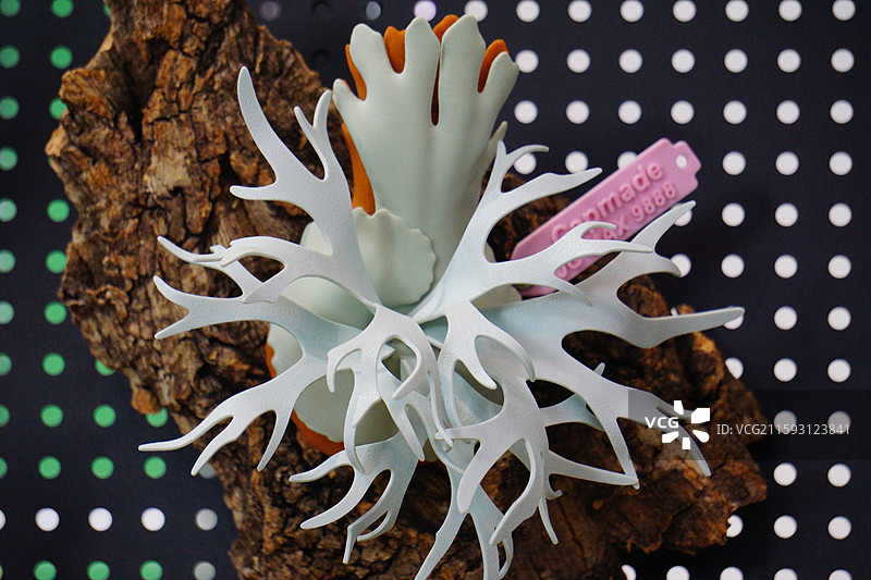 热带植物鹿角蕨 2025年昆明热带植物展图片素材