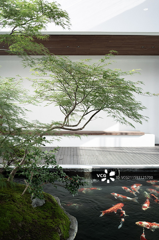 咖啡店里养锦鲤图片素材