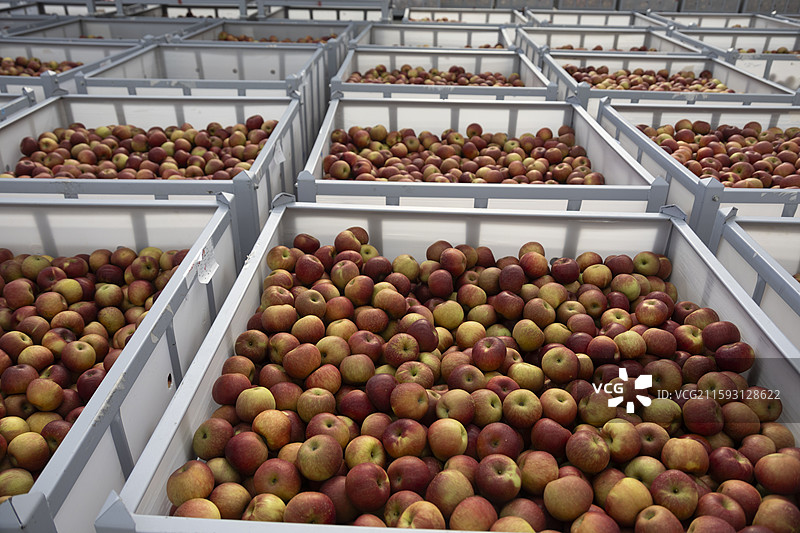 贵州毕节威宁苹果厂分拣包装水果图片素材