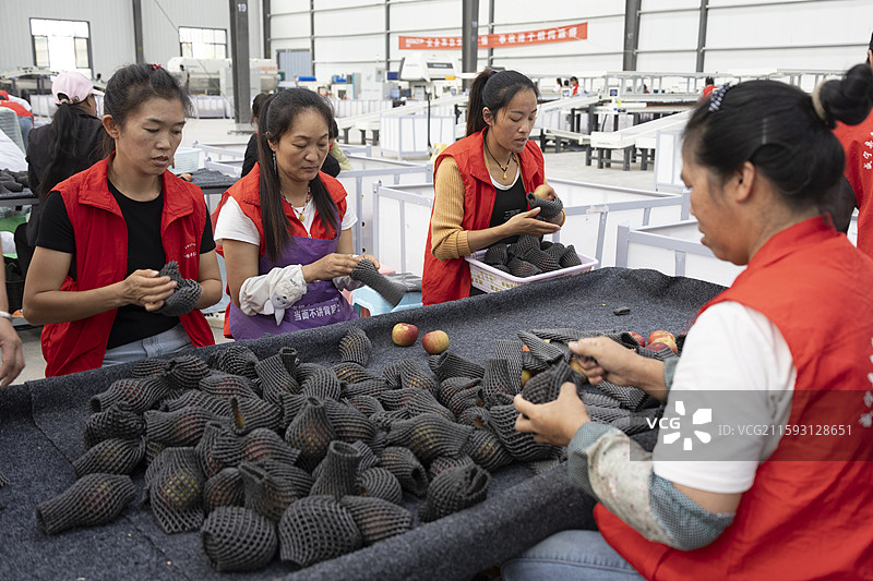 贵州毕节威宁苹果厂分拣包装水果图片素材