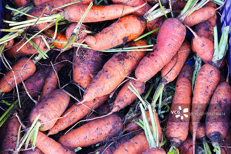 东北早市上的白萝卜红萝卜胡萝卜水果萝卜等组图图片素材