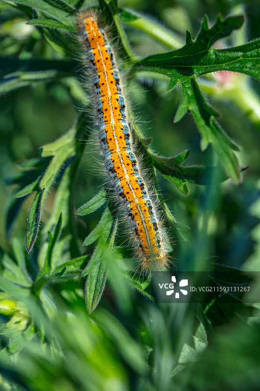 喀纳斯草丛中的毛毛虫特写图片素材