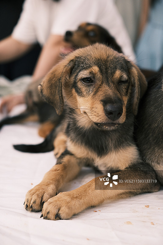 领养流浪猫狗的活动现场图片素材