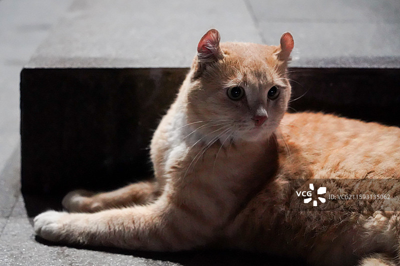 秋天夜晚路边四处张望的胖橘猫流浪猫图片素材