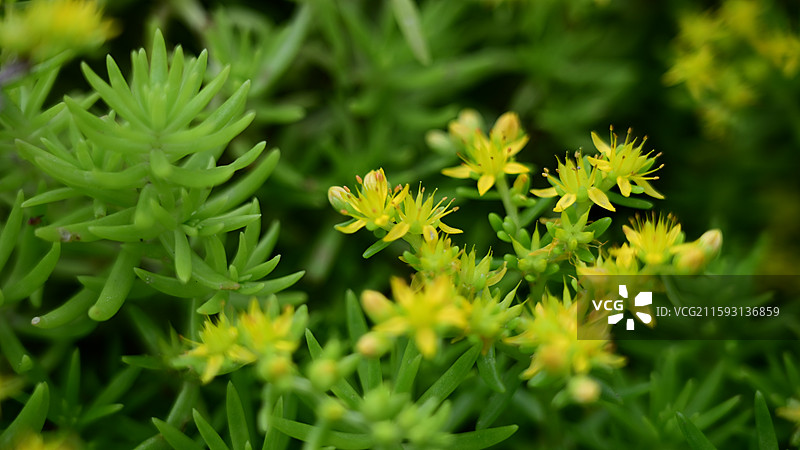 佛甲草开花图片素材