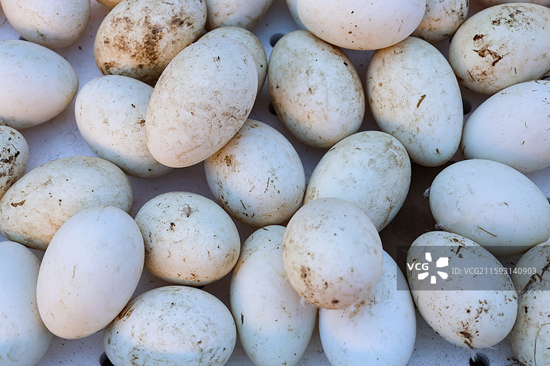 东北早市上的板栗栗子花生南瓜老黄瓜鹅蛋蒜苗大葱西红柿红薯茄子等组图图片素材