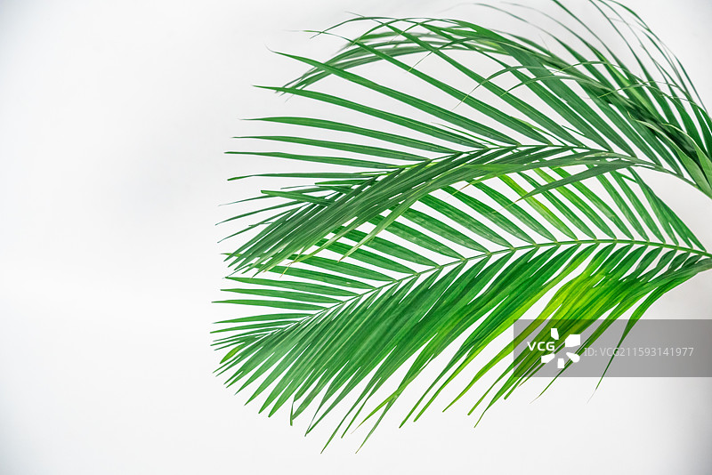 散尾葵叶图片素材