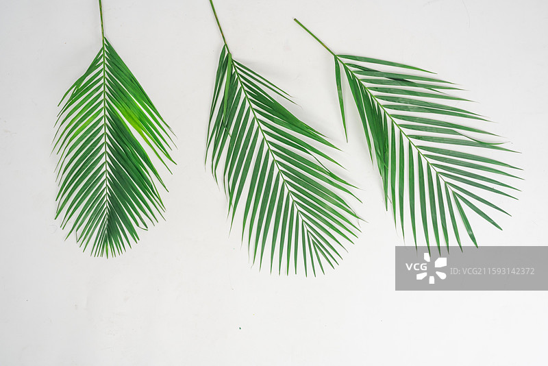 散尾葵叶图片素材