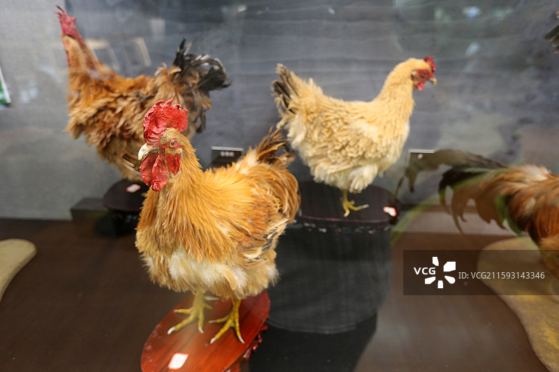 云南省昆明动物博物馆禽类展览图片素材