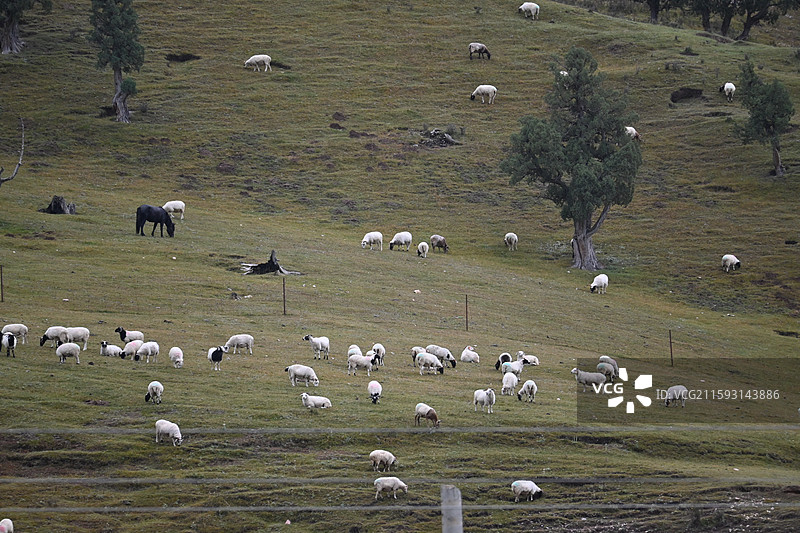 德令哈-柏树山图片素材