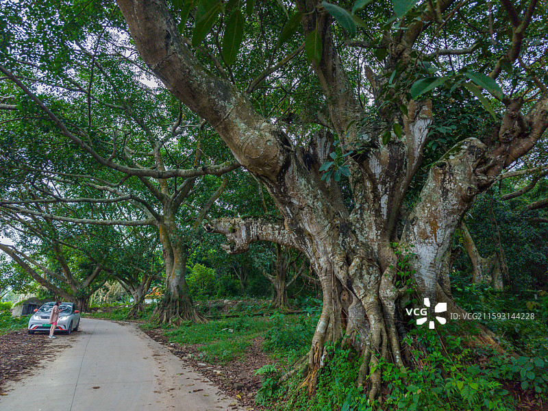 云南省德宏州盈江县允燕山古树林图片素材