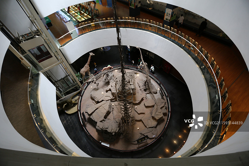云南省昆明动物博物馆恐龙化石图片素材