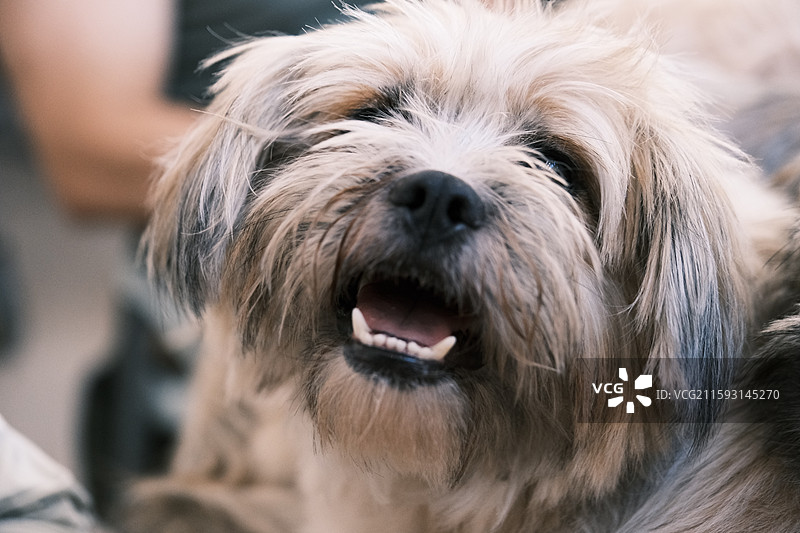 领养流浪猫狗的活动现场图片素材
