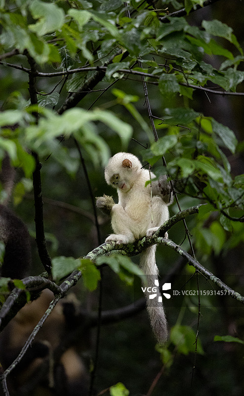 金丝猴图片素材