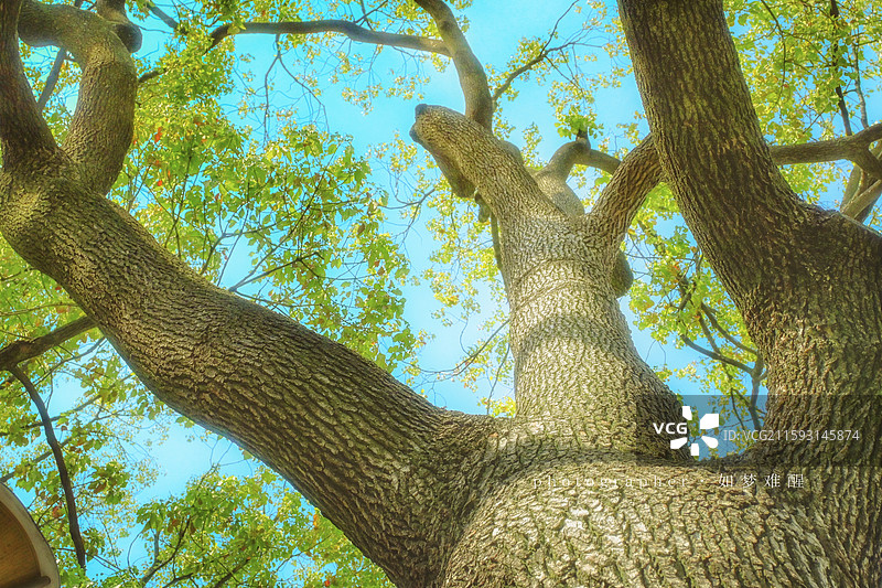 抬头是大树的拥抱图片素材