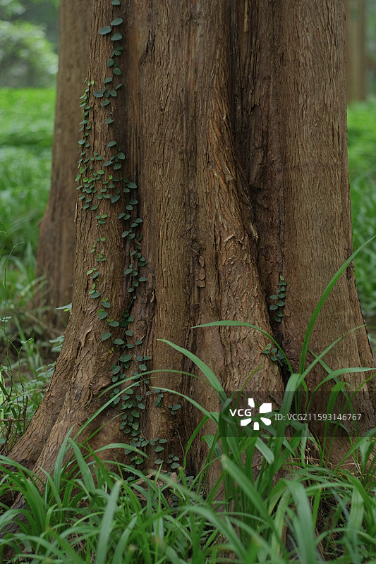 绿绿的杭州·虎跑图片素材