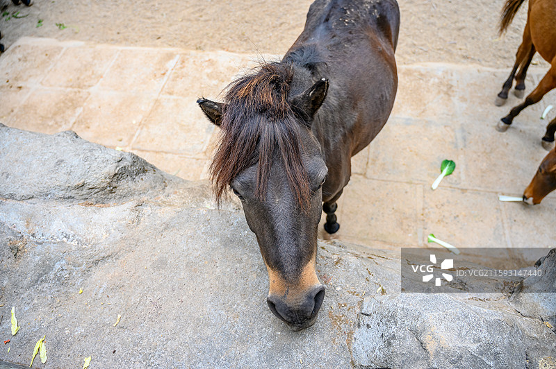 广州市动物园德保矮马图片素材