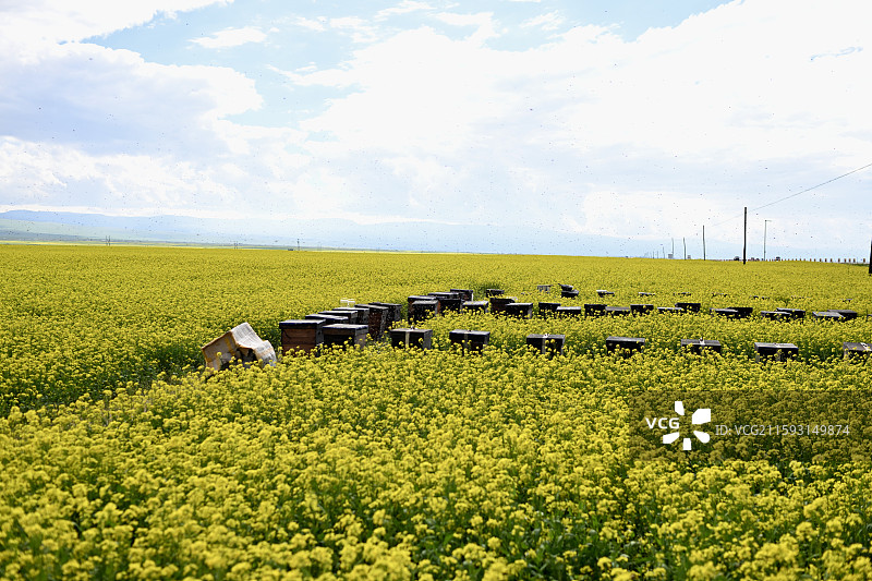 青海湖旁油菜花田间的蜂箱图片素材