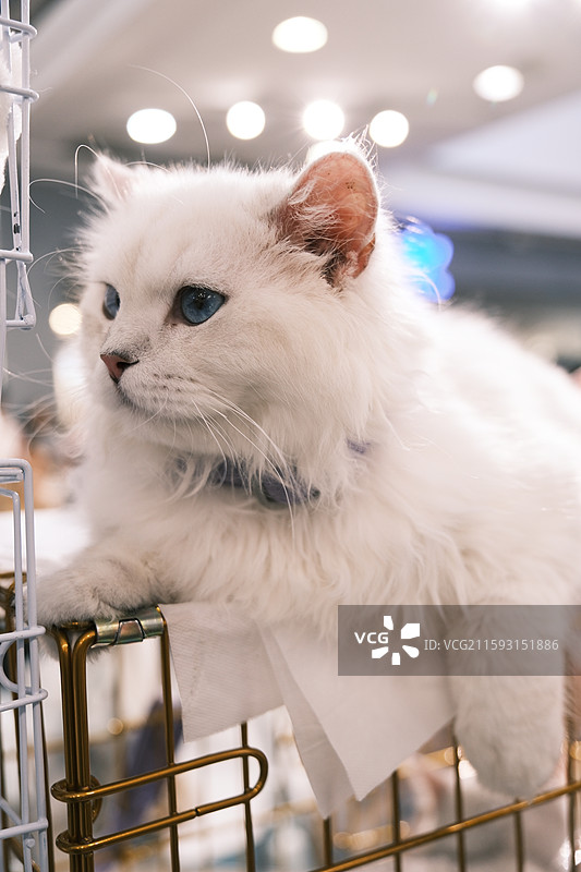 流浪猫救助领养活动现场图片素材