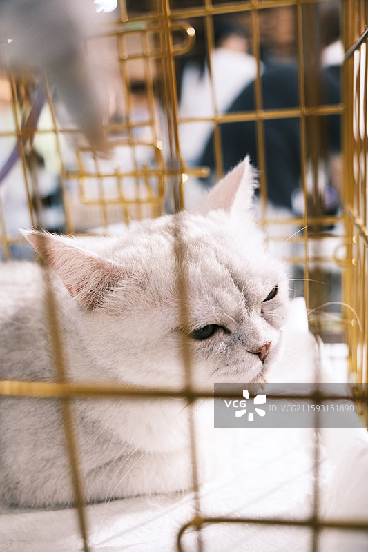 流浪猫救助领养活动现场图片素材