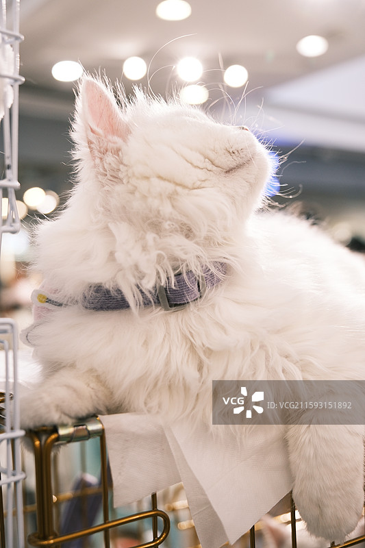 流浪猫救助领养活动现场图片素材