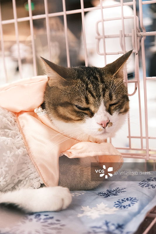 流浪猫救助领养活动现场图片素材