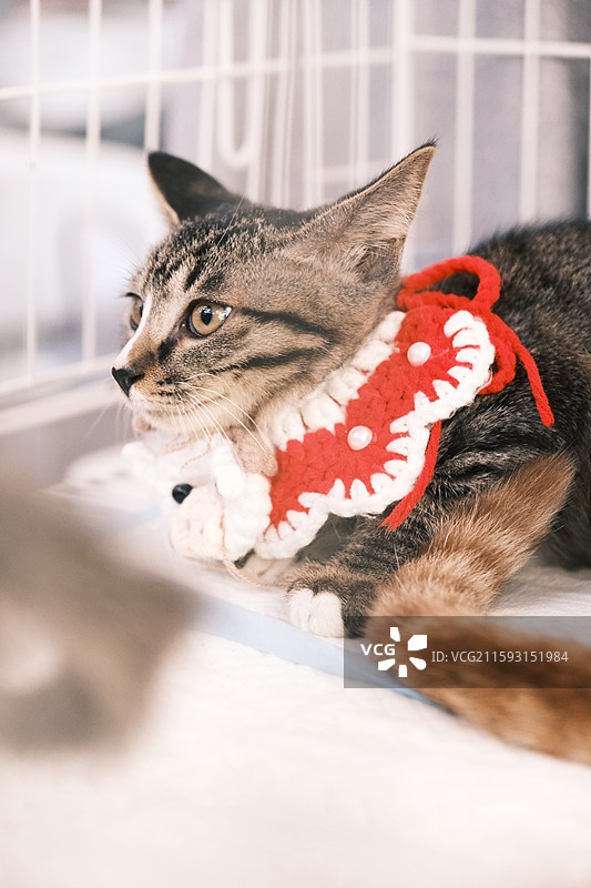 流浪猫救助领养活动现场图片素材