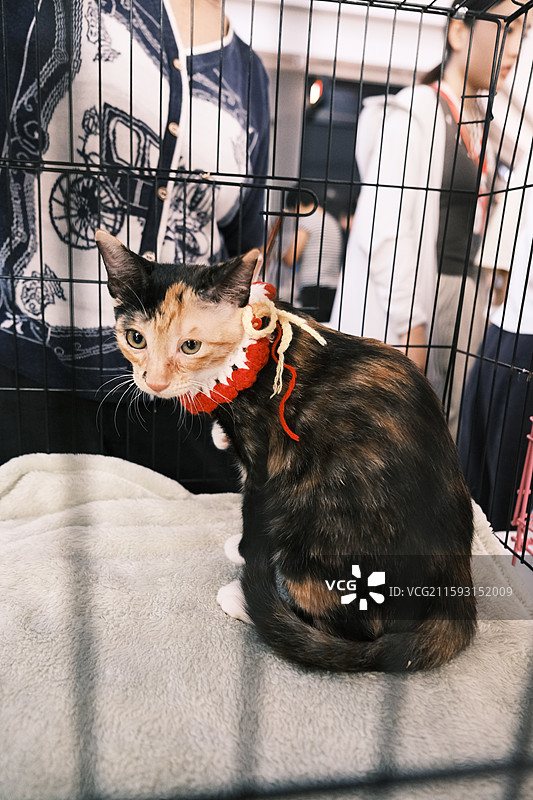 流浪猫救助领养活动现场图片素材