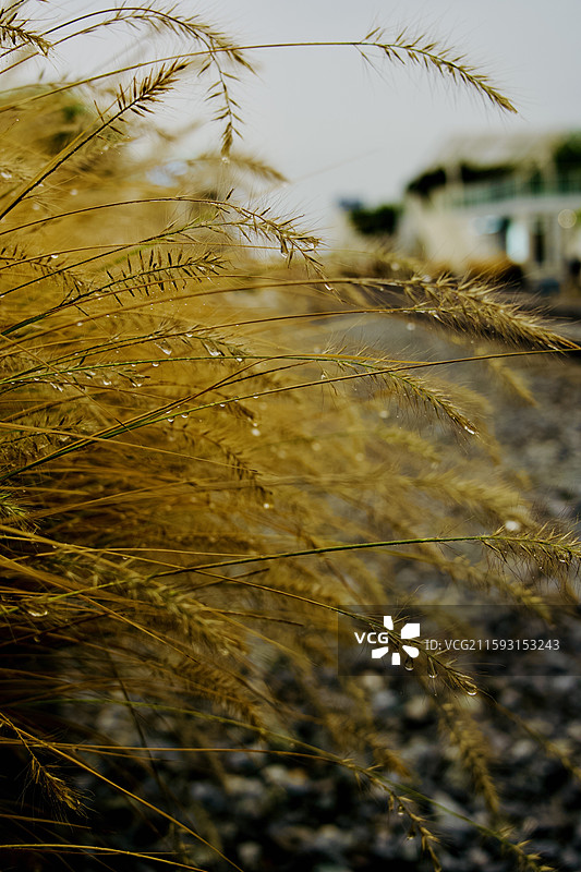 西港花园秋雨中的毛毛草！图片素材