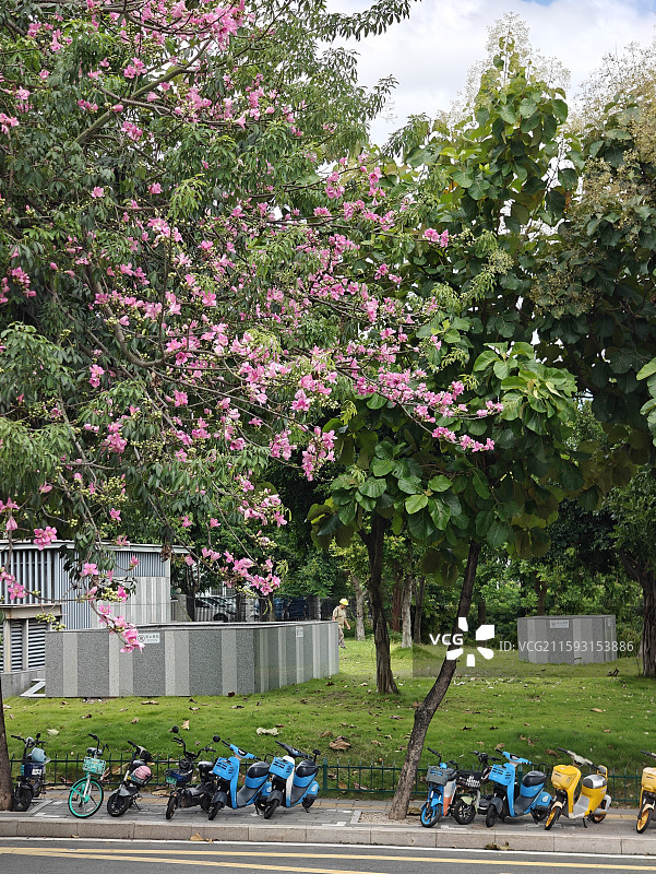 闽南千年古刹-石室禅院外美丽异木棉下的共享电动车图片素材