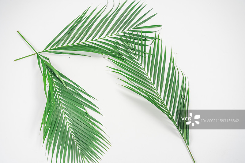 散尾葵叶图片素材