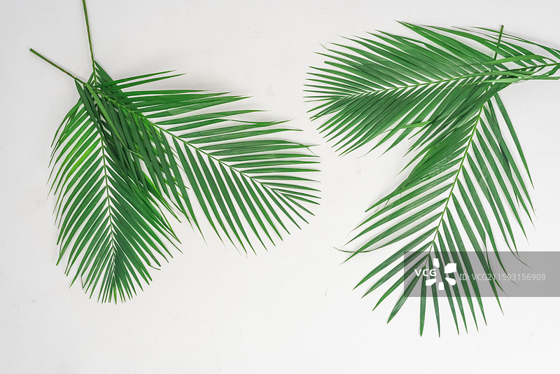 散尾葵叶图片素材