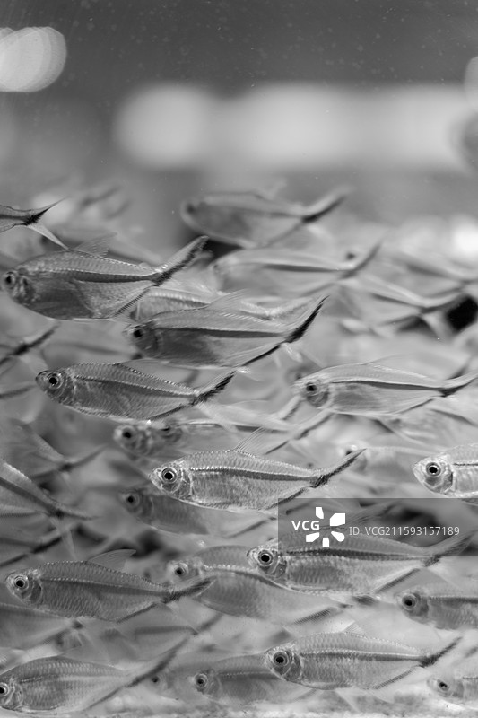 水族馆里的鱼图片素材