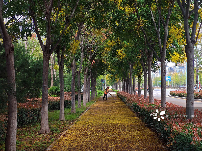 秋分节气，莒县沭东新城路边的栾树开花图片素材
