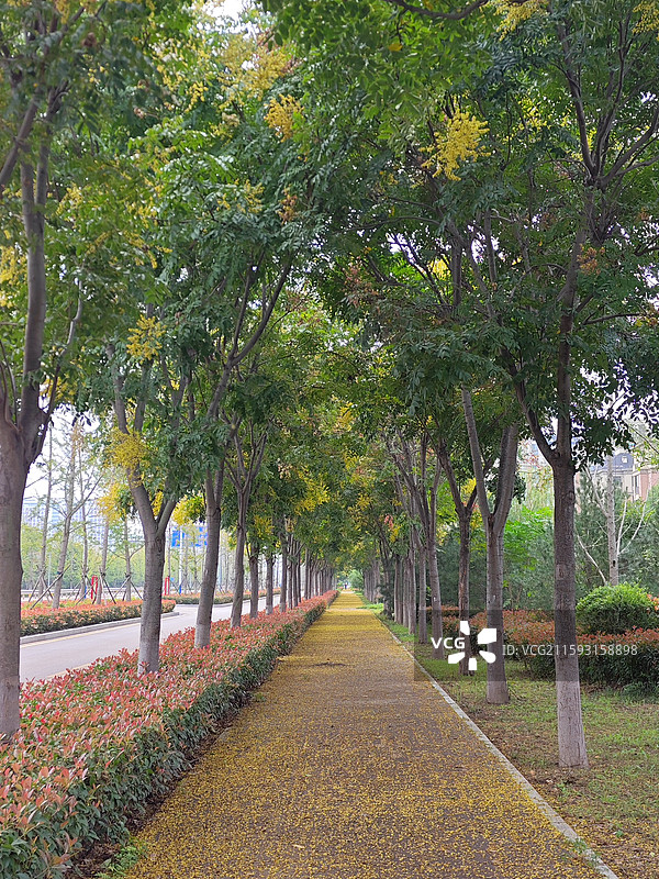 秋分节气，莒县沭东新城路边的栾树开花图片素材