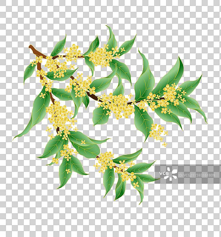 秋天中秋节元素桂花花卉图片素材