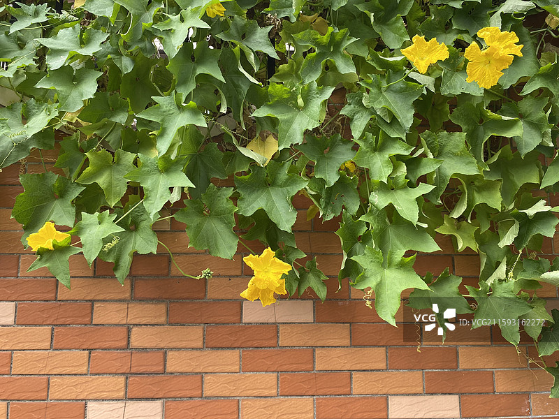 红墙外的丝瓜秧图片素材
