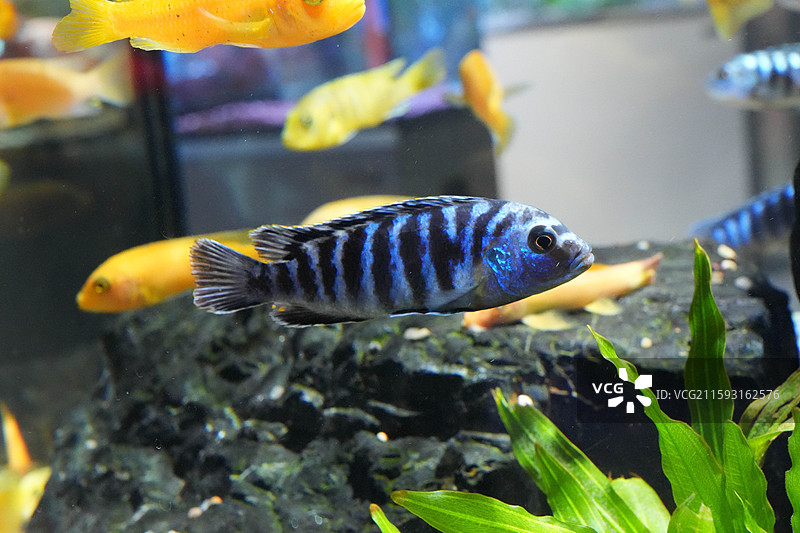 非洲慈鲷图片素材