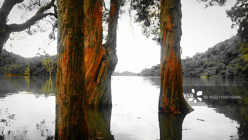 香港城门水塘被水没过的白千层树图片素材
