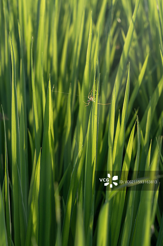 水稻稻田在光影下的昆虫图片素材