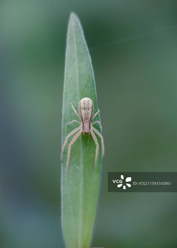 白面小生图片素材